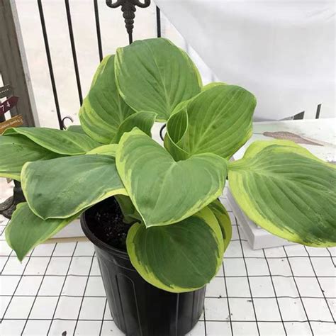 圓葉玉簪|圓葉玉簪 (Hosta sieboldiana)